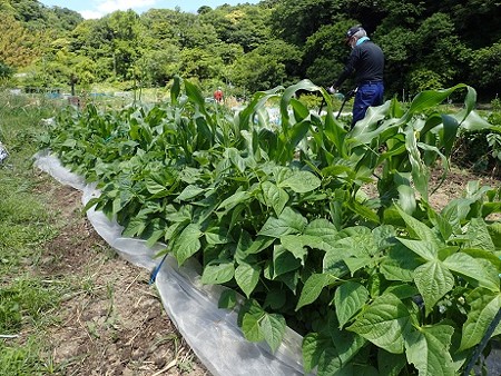 写真: インゲン１（縮小）