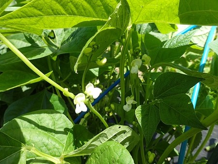 写真: インゲン２（縮小）