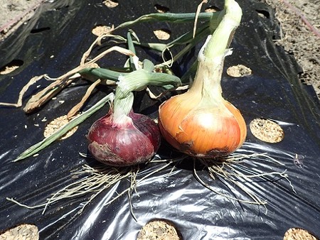 写真: タマネギ３（縮小）