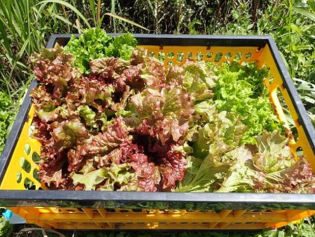 写真: 収穫野菜２（縮小）