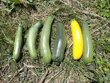 写真: 収穫野菜４（縮小）