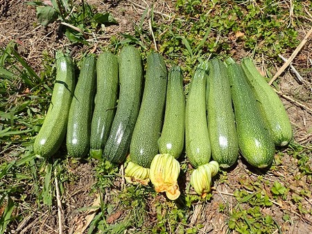 写真: 収穫野菜５（縮小）