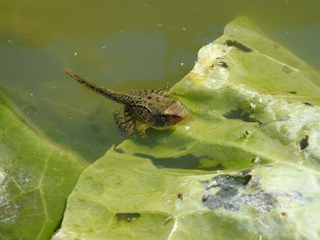 写真: オタマジャクシ３（縮小）