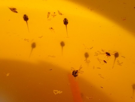 写真: おたまじゃくし（縮小）