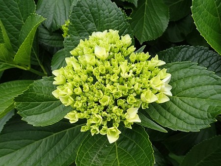 写真: のほほん農園風景３（縮小）