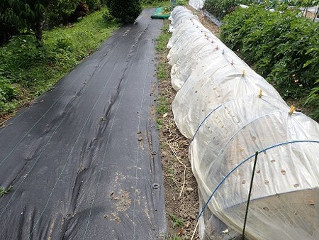 写真: のほほん農園１（縮小）