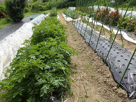 写真: のほほん農園２（縮小）