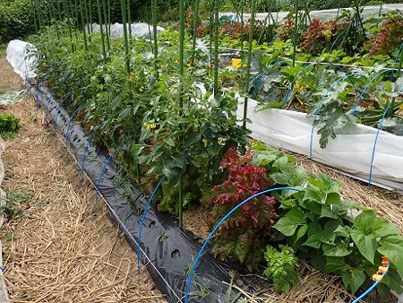 写真: のほほん農園５（縮小）