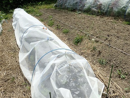 写真: のほほん農園８（縮小）