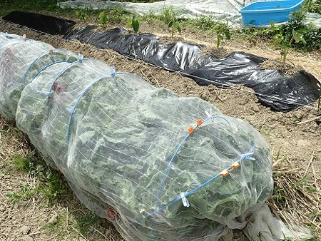 写真: のほほん農園９（縮小）