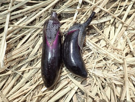 写真: 収穫野菜２（縮小）