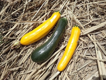 写真: 収穫野菜４（縮小）