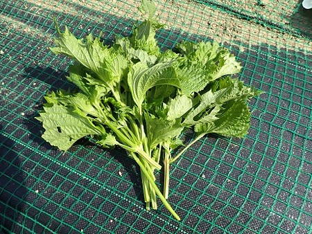 写真: シソ２（縮小）