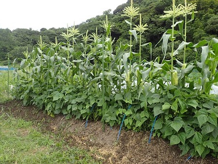 写真: トウモロコシ１（縮小）