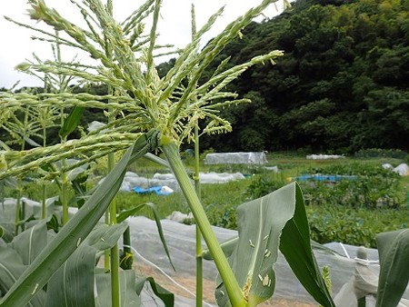 写真: トウモロコシ（縮小）