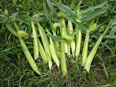 写真: 収穫野菜１（縮小）