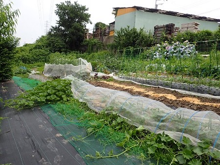 写真: のほほん農園風景２（縮小）