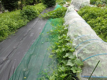 写真: のほほん農園１（縮小）