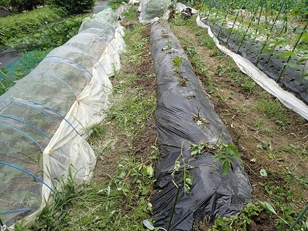 写真: ジャガイモ１（縮小）