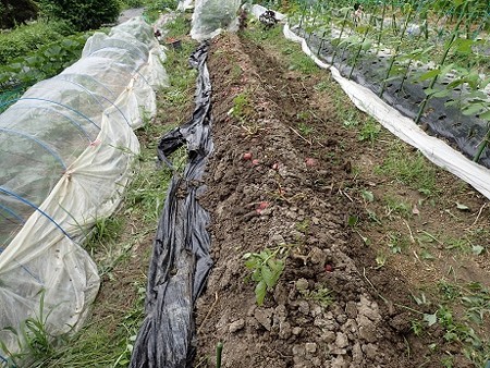 写真: ジャガイモ２（縮小）