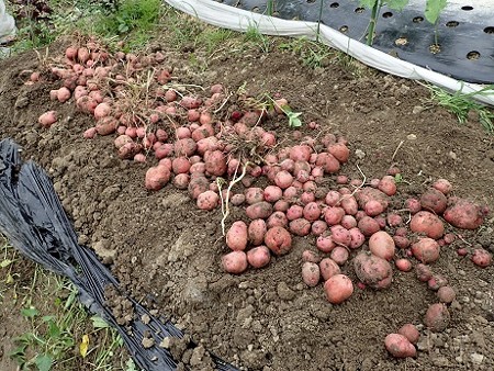 写真: ジャガイモ４（縮小）