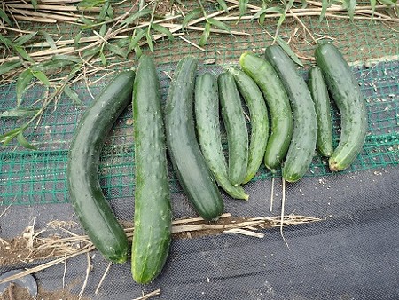 写真: 収穫野菜２（縮小）