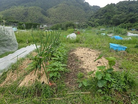 写真: 葉山農園２（縮小）