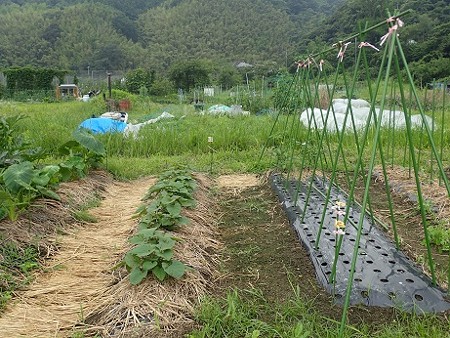 写真: 葉山農園４（縮小）
