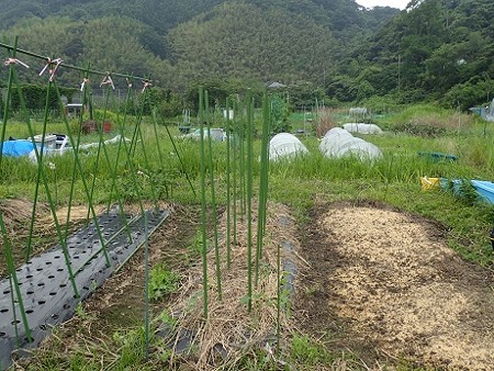 写真: 葉山農園５（縮小）