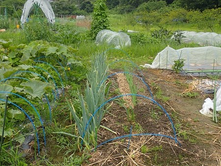 写真: 葉山農園７（縮小）