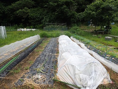 写真: 葉山農園８（縮小）