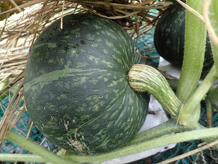 写真: カボチャ（縮小）