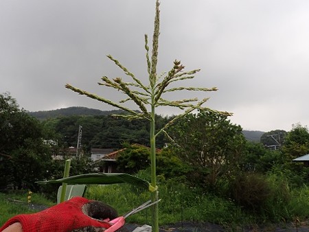 写真: 雄花切る１（縮小）