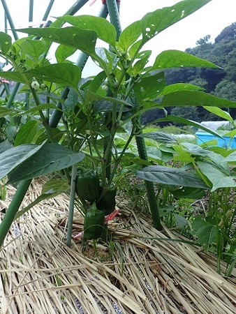 写真: ピーマン１（縮小）