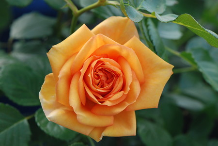 まだこれからのマースゴールド2017.5.12