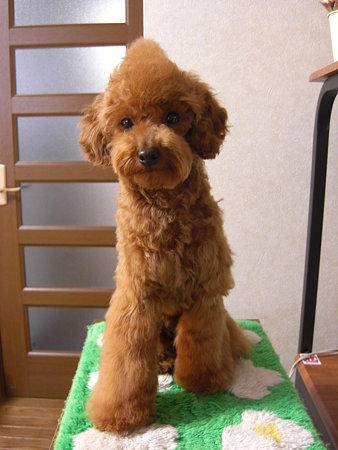 2/5　カット後チロル