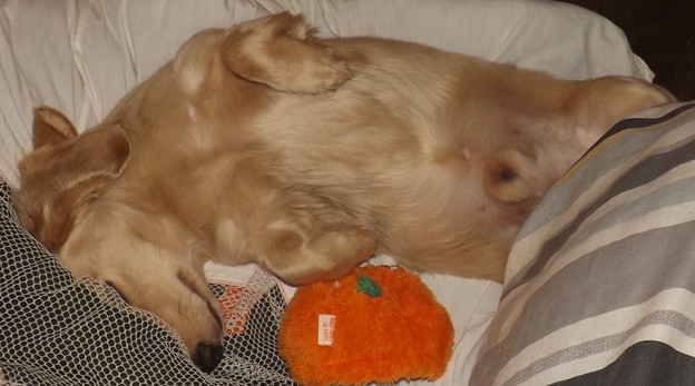 2018/10/15（月）・コロン