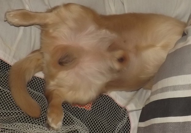 2018/10/15（月）・コロン