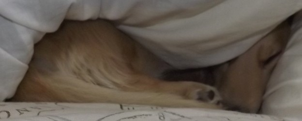 2018/11/19（月）・コロン