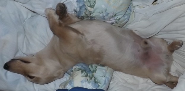 2018/12/27（木）・コロン