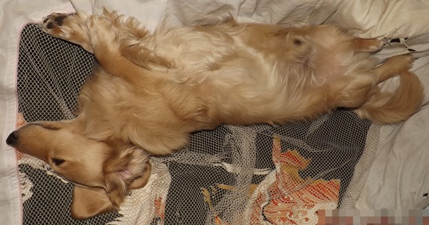 2019/03/25（月）・コロン