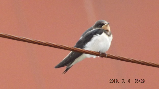 2019/07/03（水）・ツバメちゃん・１