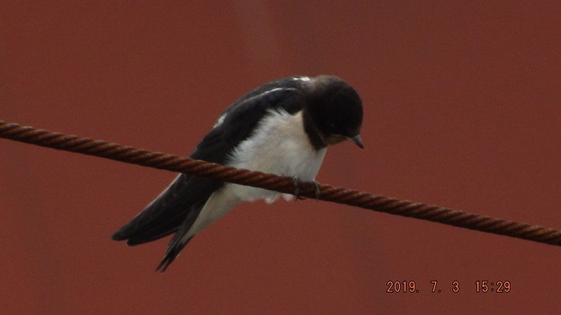2019/07/03（水）・ツバメちゃん・２