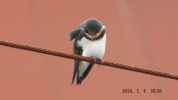 2019/07/03（水）・ツバメちゃん・４