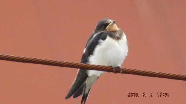 2019/07/03（水）・ツバメちゃん・５