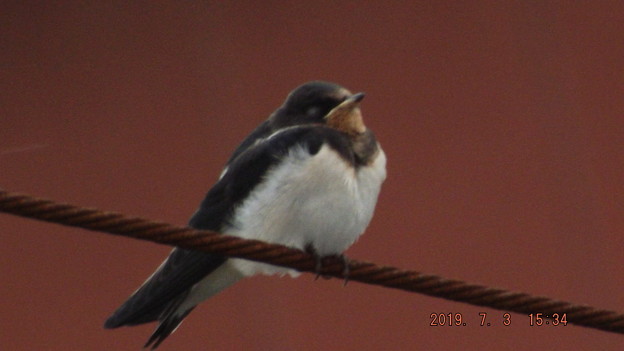 2019/07/03（水）・ツバメちゃん・６