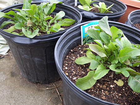 ルッコラ栽培１