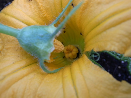 写真: カボチャ人工授粉３