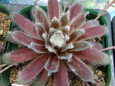 Hagoromo-1115 120527