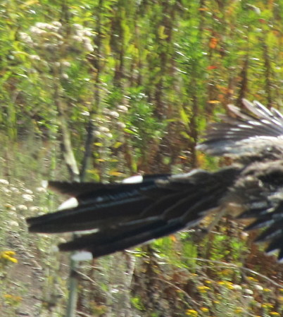 飛ぶロードランナー（ピンボケ）